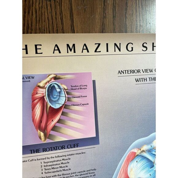 Vintage 1985 The Amazing Shoulder Poster McNeil Pharmaceutical Tylenol Promo - Picture 3 of 10